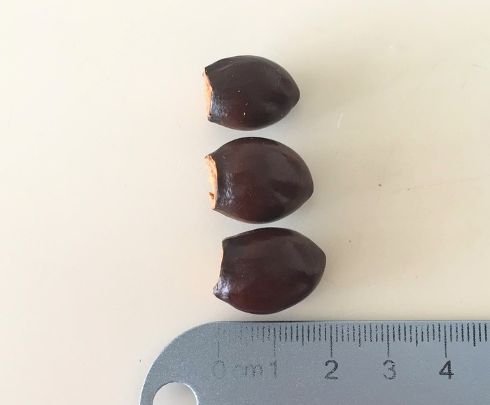 lychee_seed_size