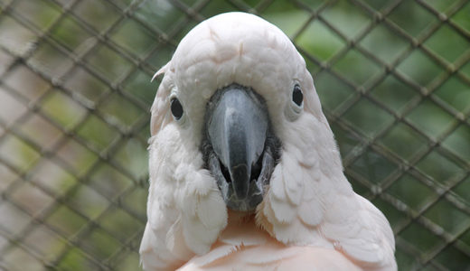 アメリカで唯一の熱帯雨林動物園のヒロ動物園がとてもエモい件