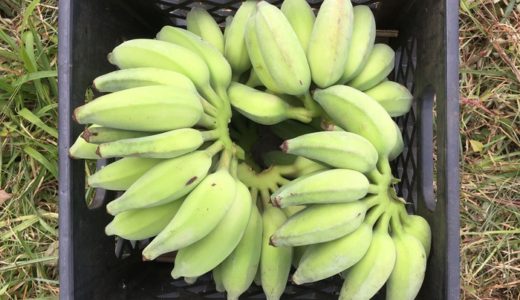 バナナを鳥害から守るための工夫とバナナを収穫して切り分ける方法