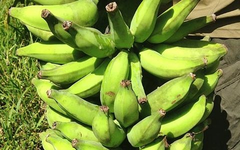 アップルバナナの成長記録その2　収穫までにかかった年月は？