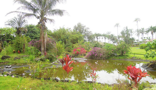 珍しいトロピカルフルーツも育つ植物園「ナニ・マウ・ガーデンズ（Nani Mau Gardens）」